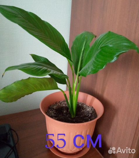 Спатифиллум