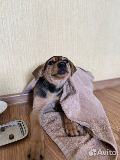 Милый щенок в добрые руки. Отдадим с кормом