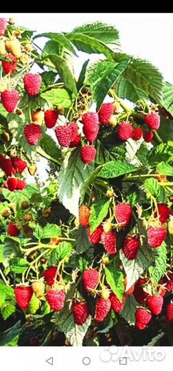 Саженцы малины