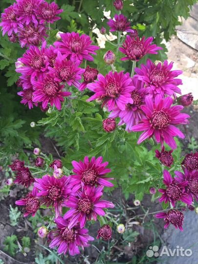 Хризантемы мультифлора