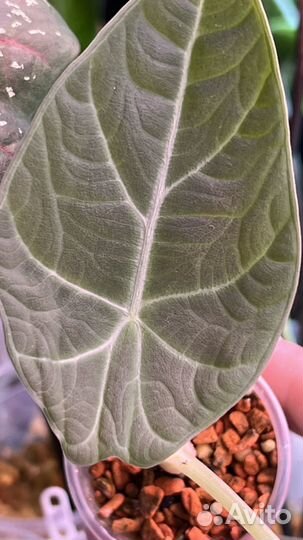 Алоказия махарани