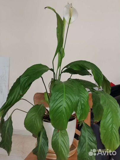 Спатифиллум или женское счастье