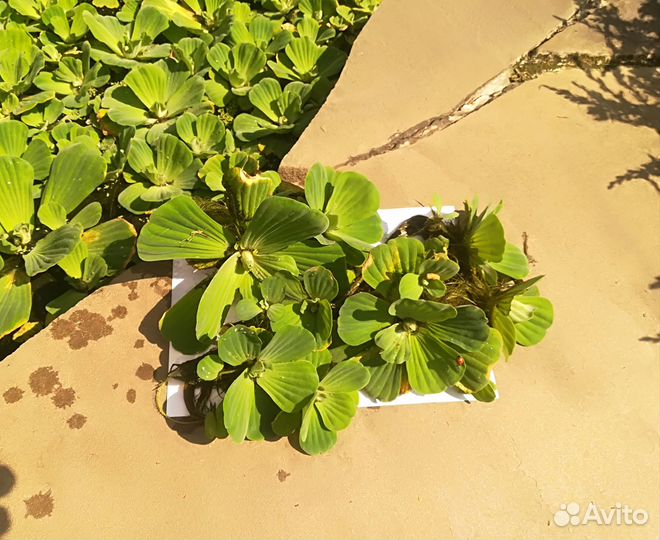 Эйхорния (гиацинт), пистия, роголистник, нимфейник