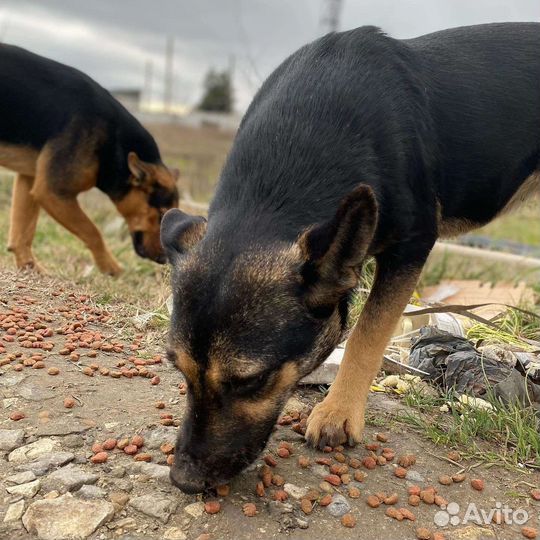 Отдам в добрые руки