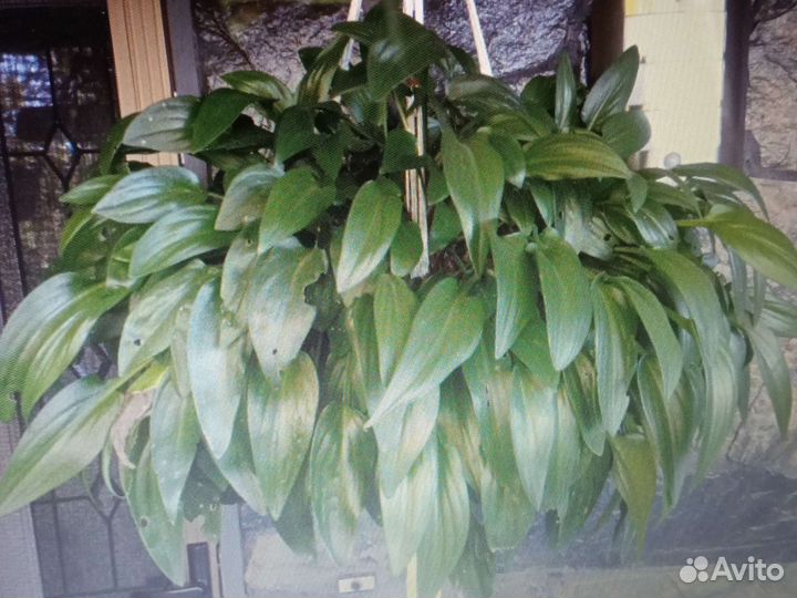 Дримиопсис