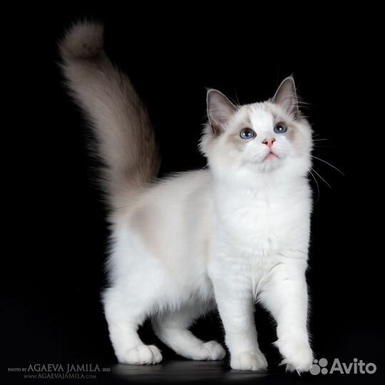 Upper, котенок рэгдолл