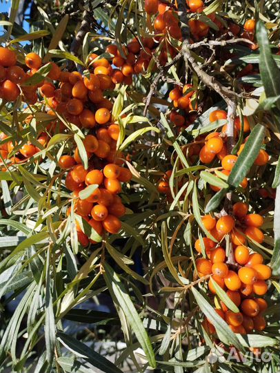 Облепиха ягоды