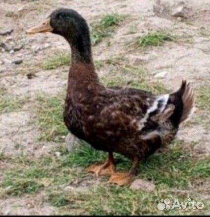 Утки башкирские