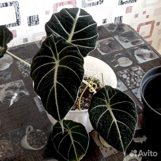 Алоказия Black Velvet