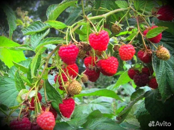 Малина сладкая саженцы