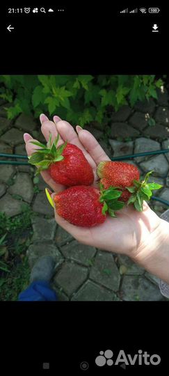 Рассада клубники