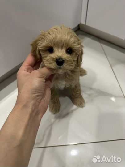 Мальтипу f1 super mini Мальчик