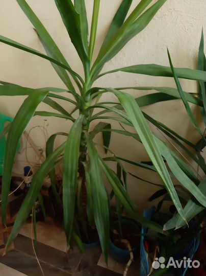 Драцена,юкка,фикус