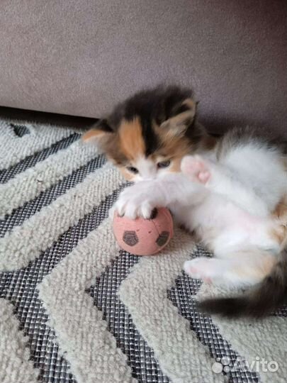 Котята в добрые руки)