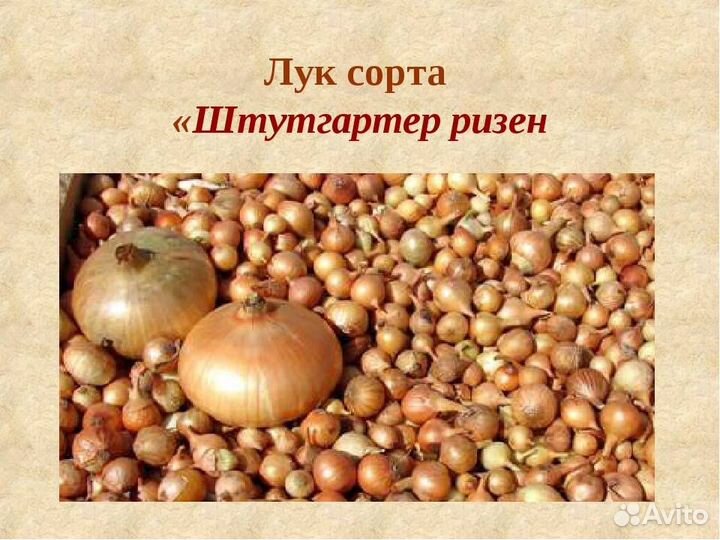 Лук-севок Штуттгартер Ризен