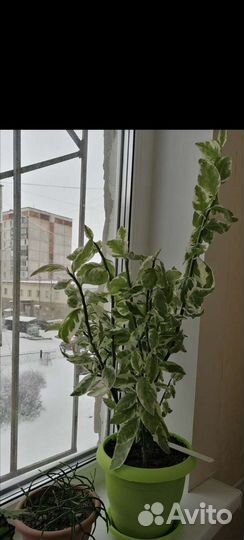 Педилантус