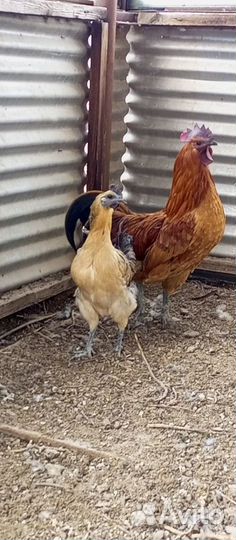 Петухи лакеданзи