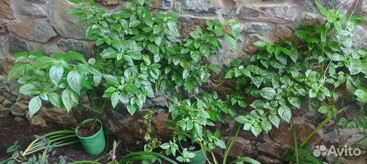 Перец призрак, хабанеро, Тринидад scorpion