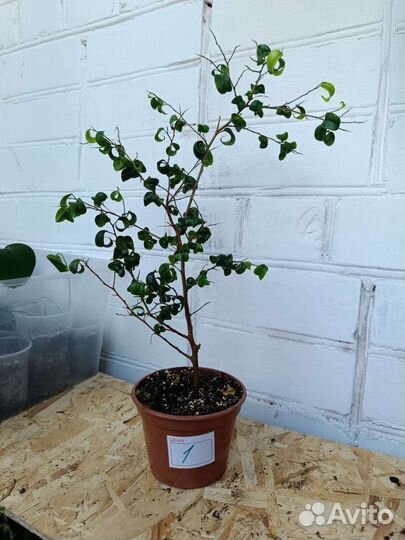 Фикус Барок