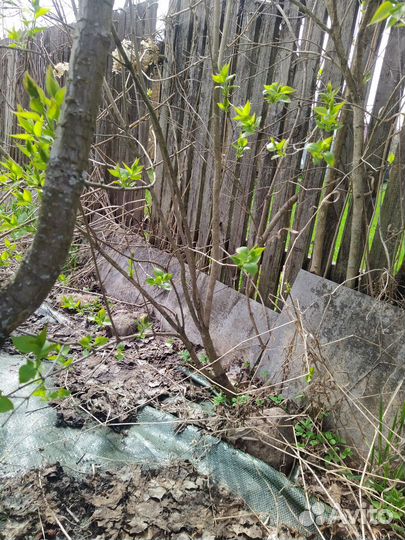 Куст сирени