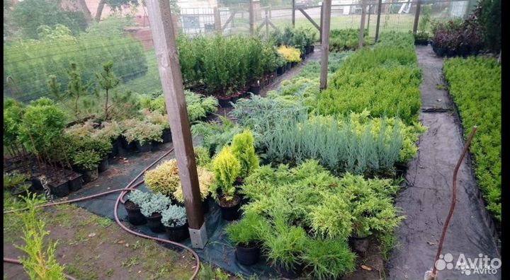 Плодовые,туи,декоративные растения,можжевельники