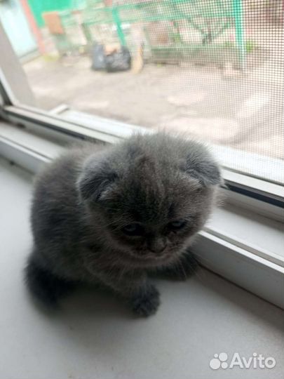 Шотландские котята