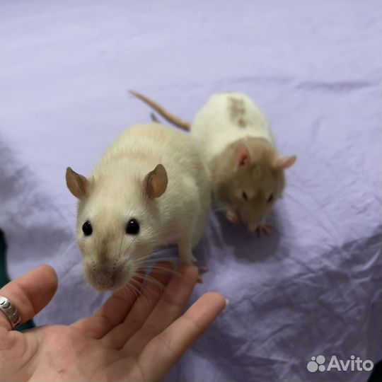 Декоративная крыса с клеткой