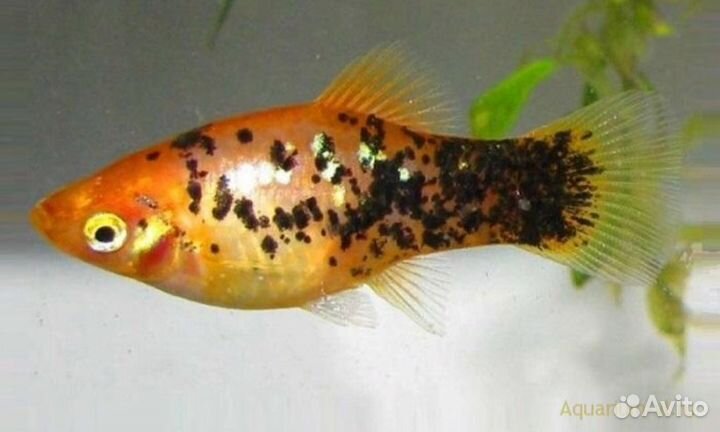 Рыба Пецилия