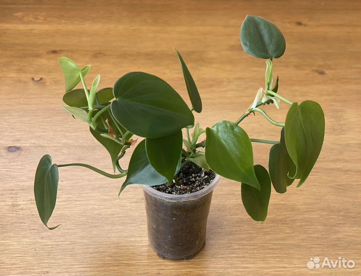 Филодендрон бразил