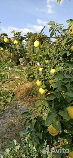 Айва грушевая,яблочная