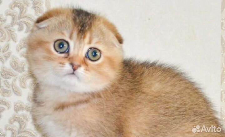 Красавцы с документами