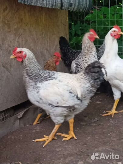 Молодые петушки, обмен, продажа
