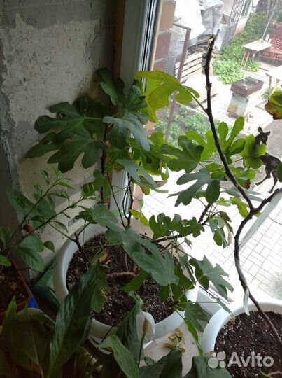 Саженцы инжира