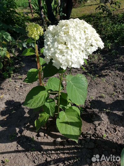 Гортензия саженцы