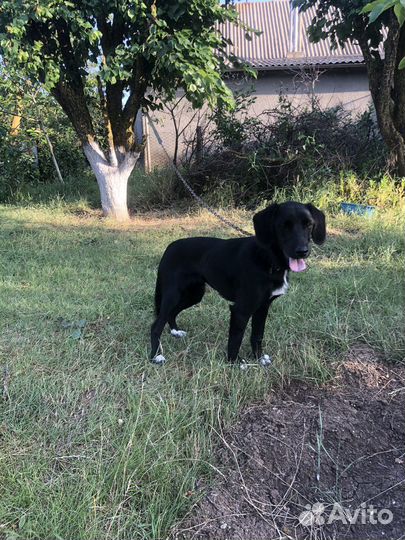 Курцхаар в добрые руки