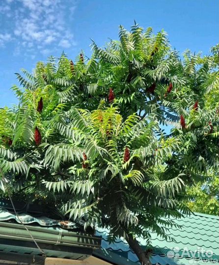 Сумах оленерогий