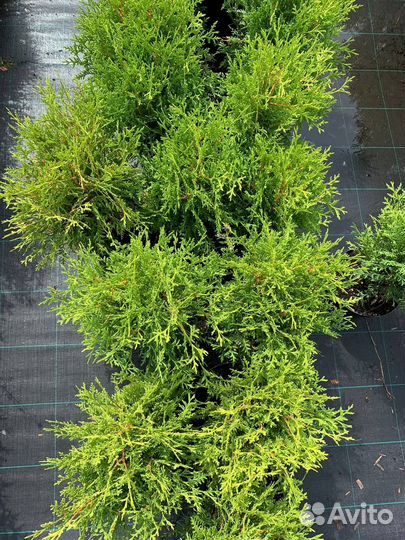 Туя глобоза