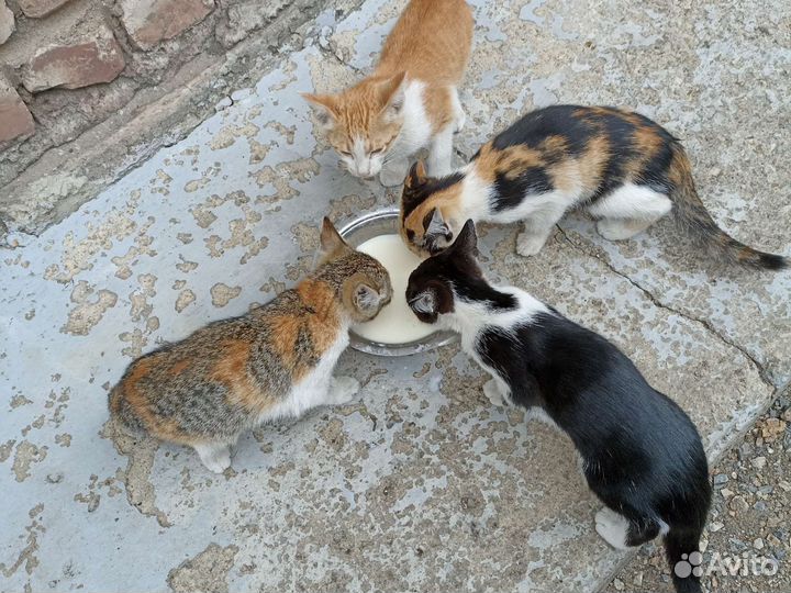 Котята в добрые руки бесплатно