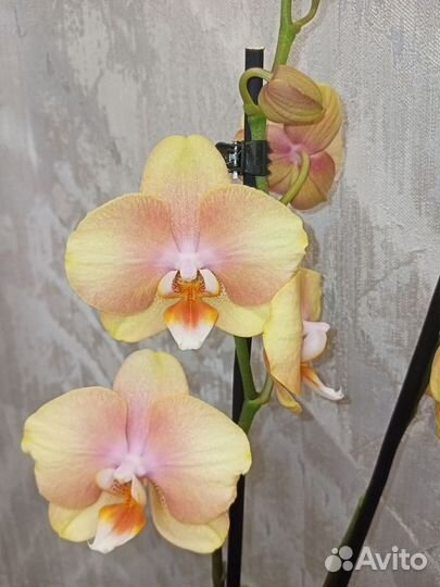 Желто-розрвая орхидея начала отцветать