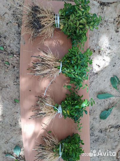 Сеянец самшита