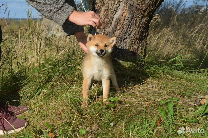 Мальчик сиба с шоу-перспективой