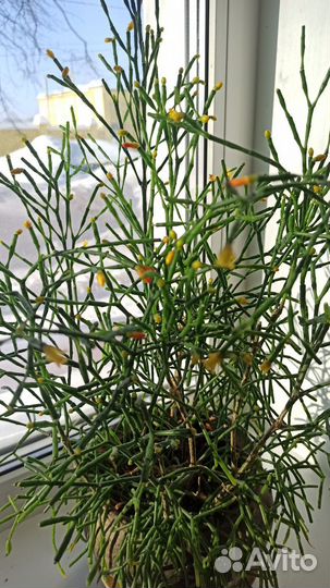 Абутилон,Хатиора, Клеродендрум