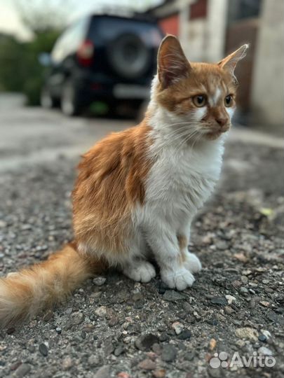 Котята в добрые руки мальчики рыжие