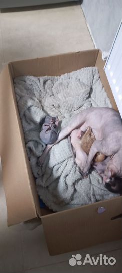 Донской сфинкс браш котята