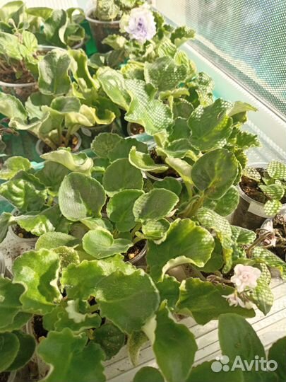 Фиалки и бегонии