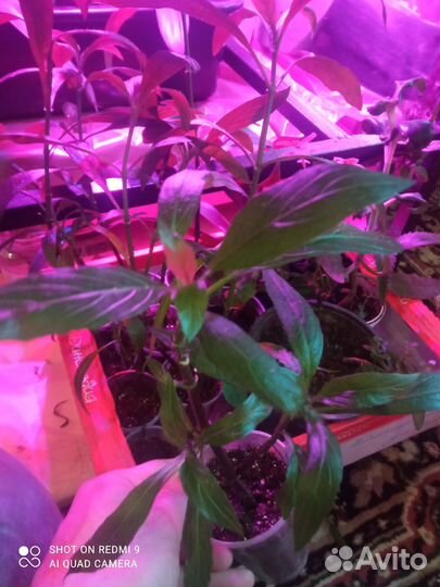 Руэлия. Саженцы