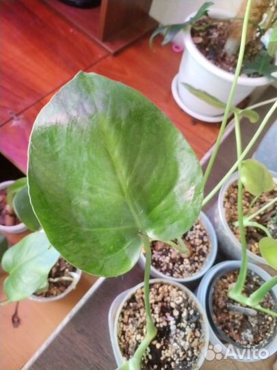 Монстера деликатесная черенок