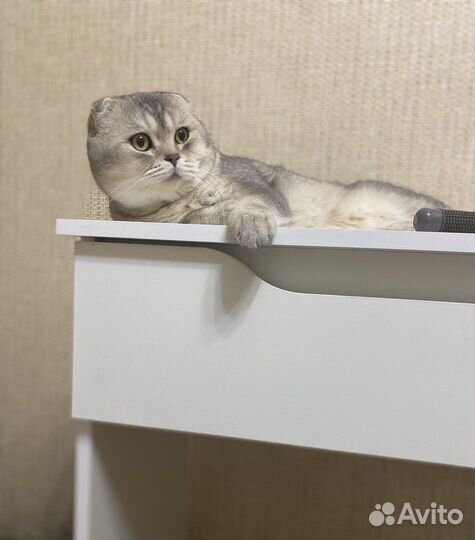 Вязка котов шотландских