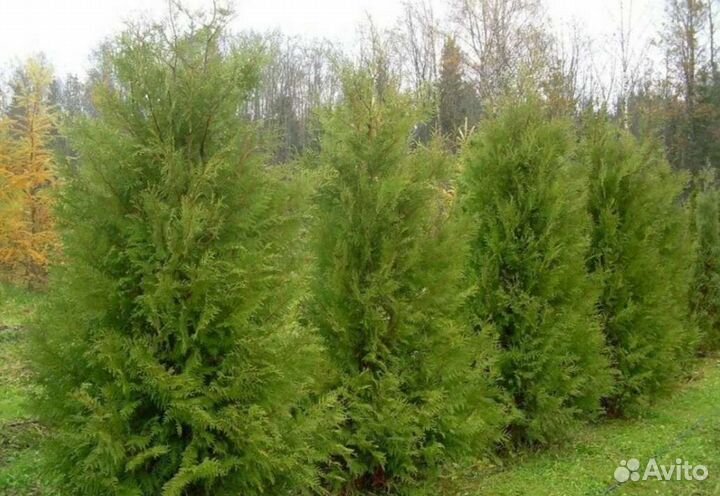 Туя брабант