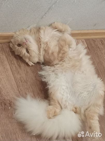 Шотландский кот вязка